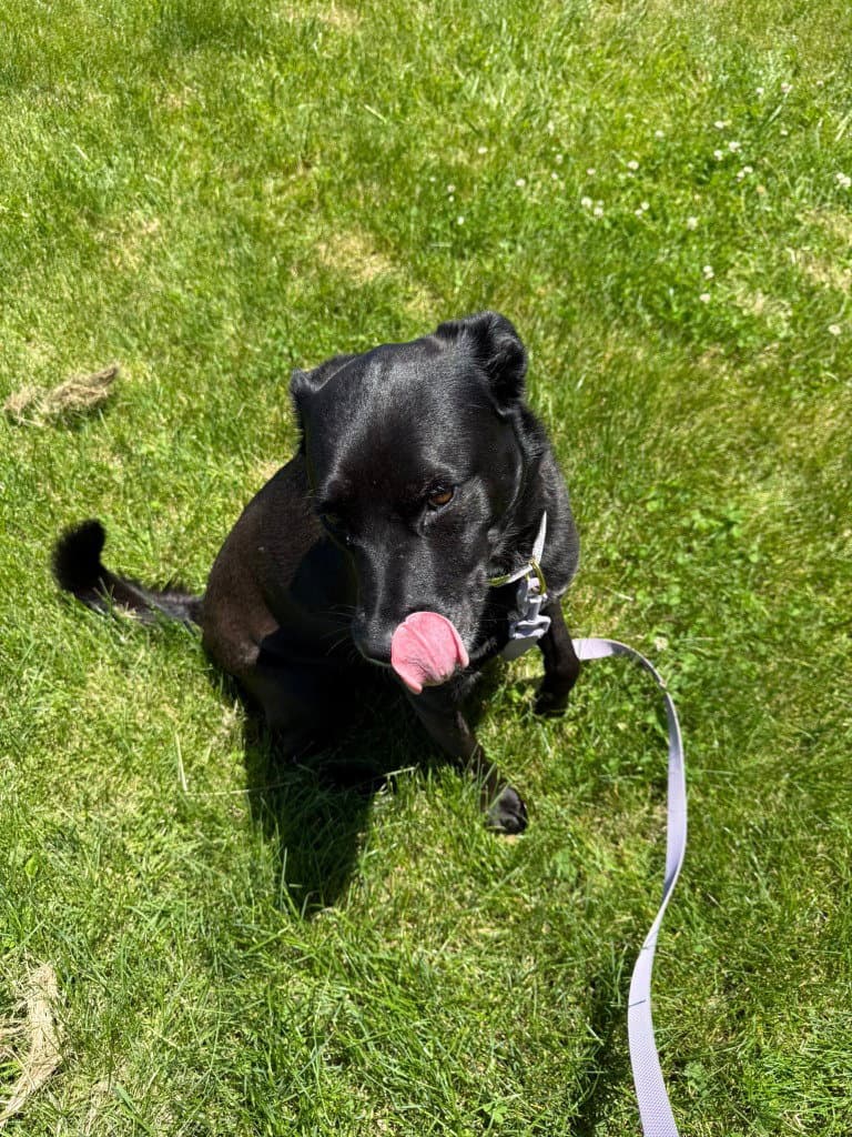 Rosie - Labrador Retriever