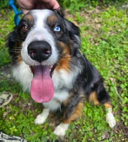 Bluey image 1