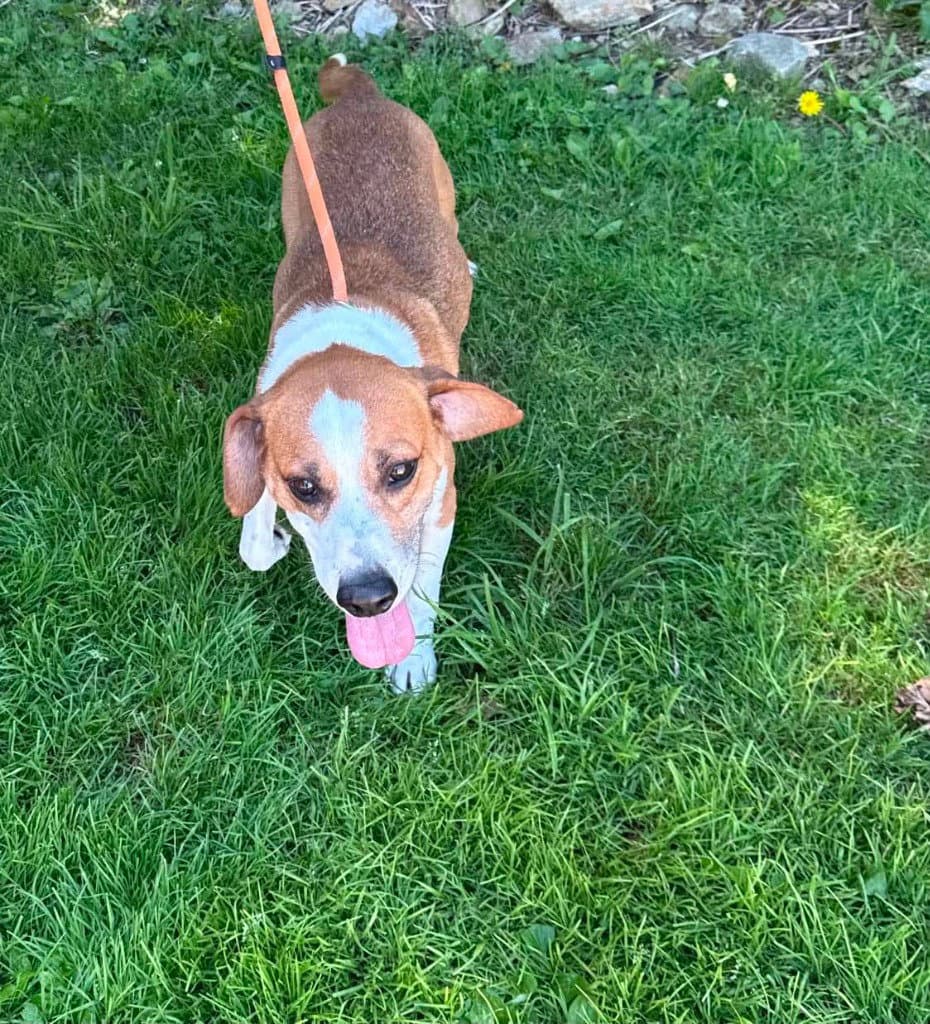 Zion - Hound