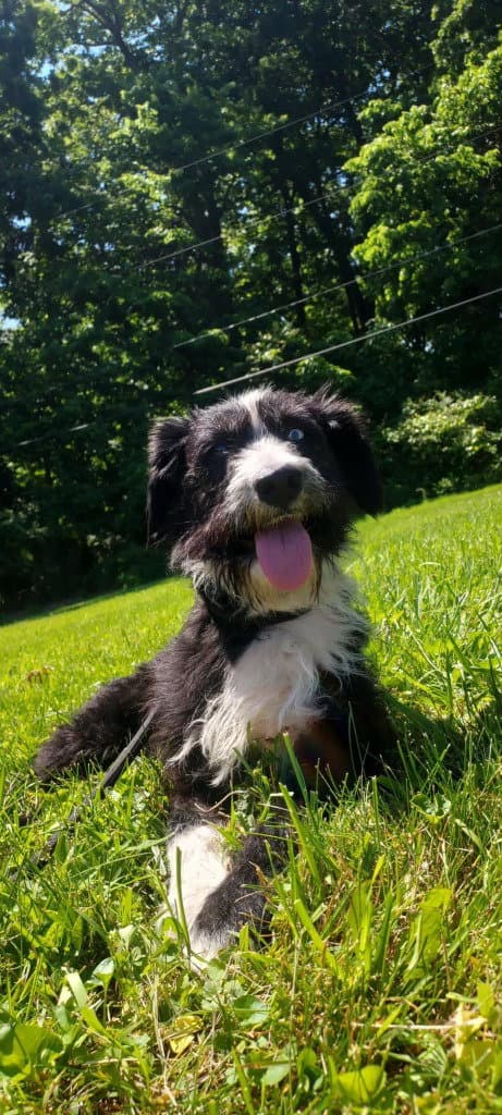Seneca - Border Collie