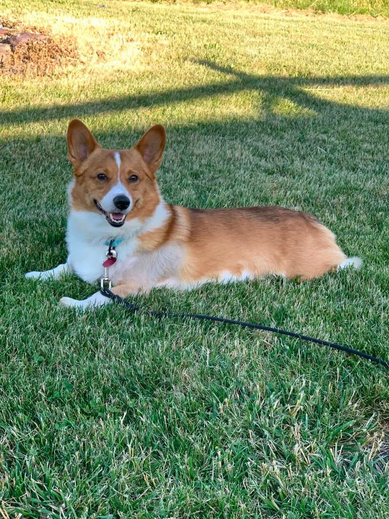 Griffen - Corgi