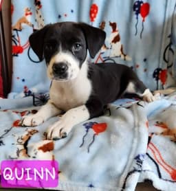 Quinn image 1