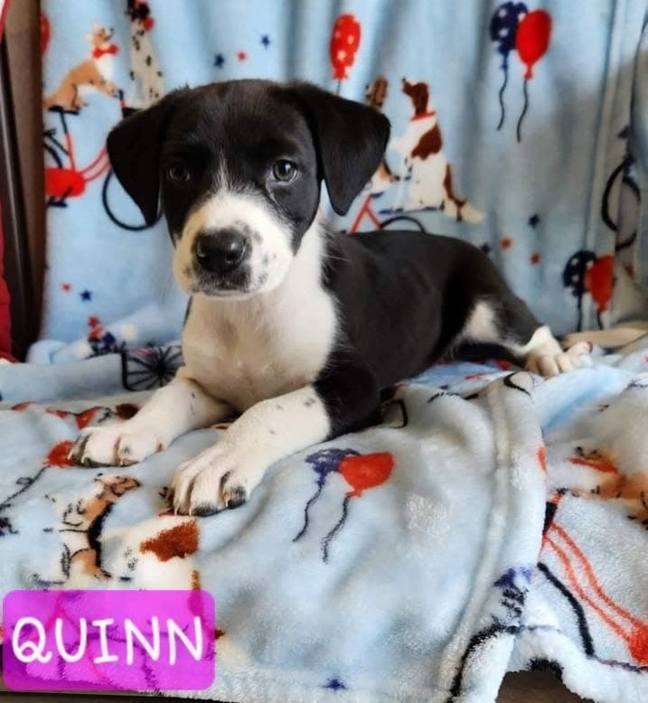 Quinn - Labrador Retriever