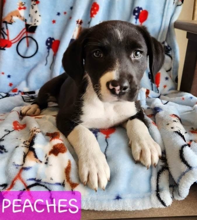 Peaches - Labrador Retriever