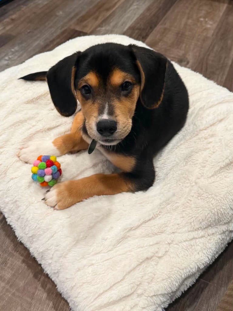Teriyaki - Beagle