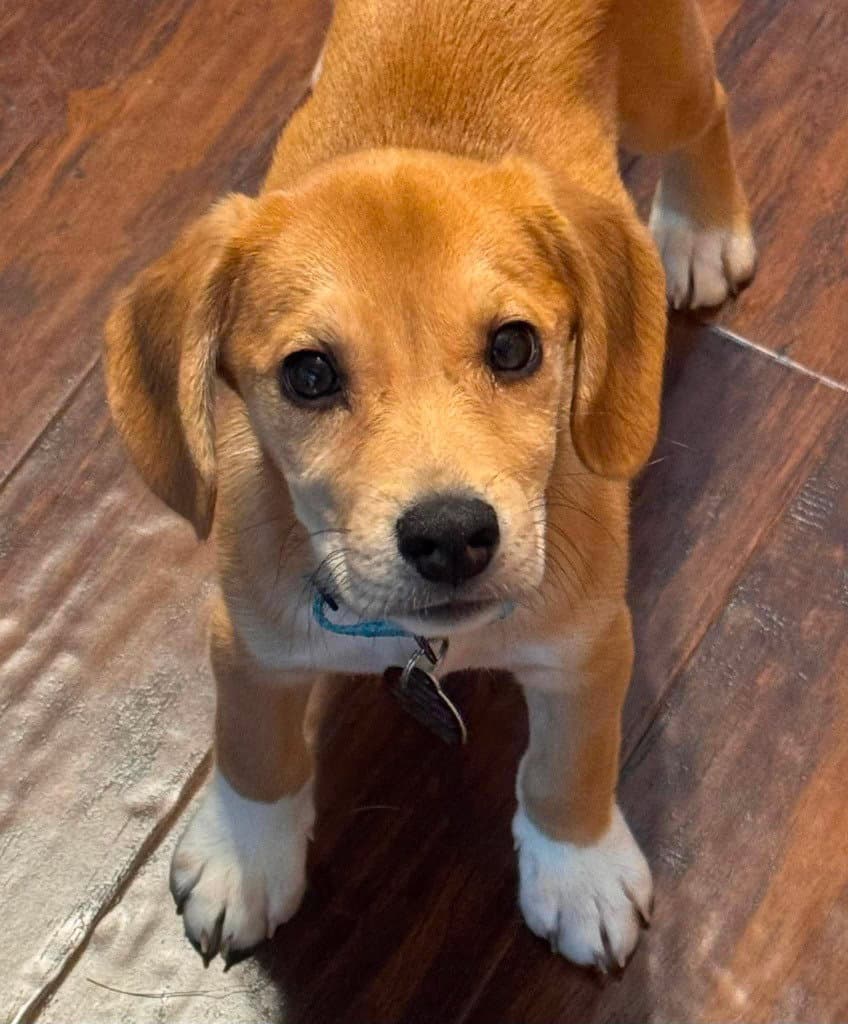 Blazin - Beagle