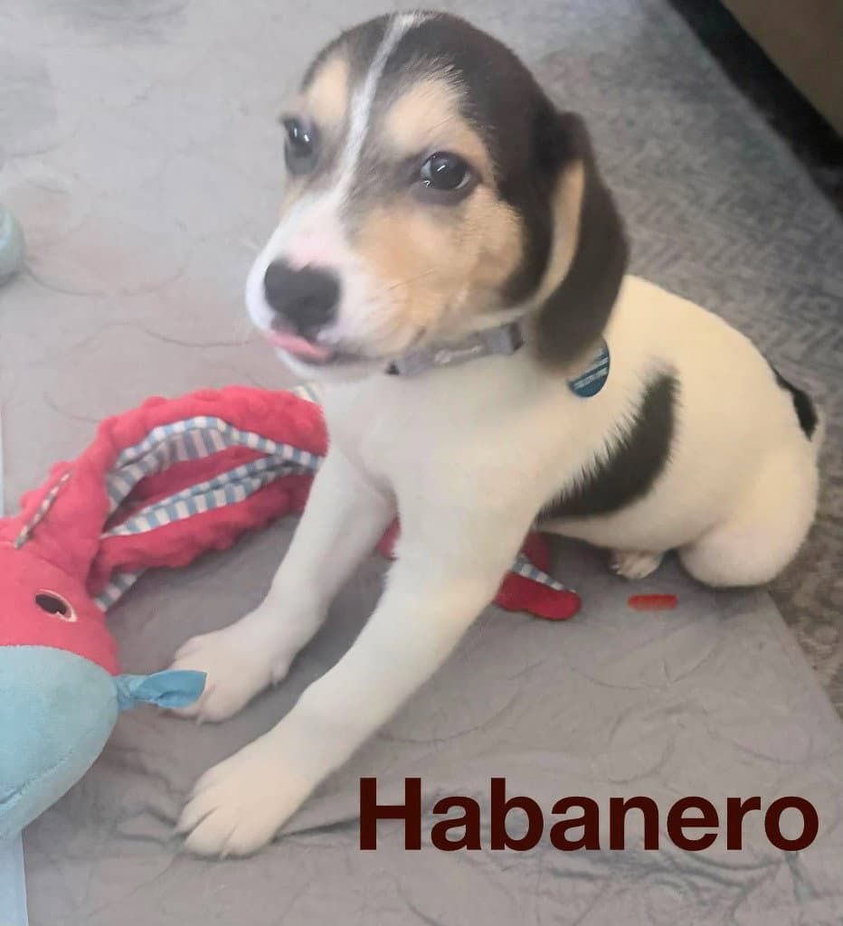 Habanero - Beagle