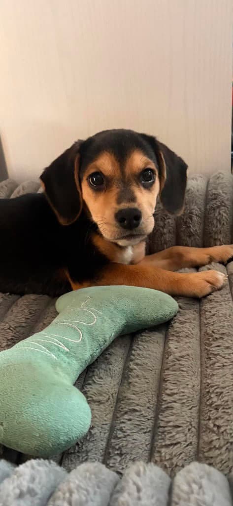 Thai - Beagle