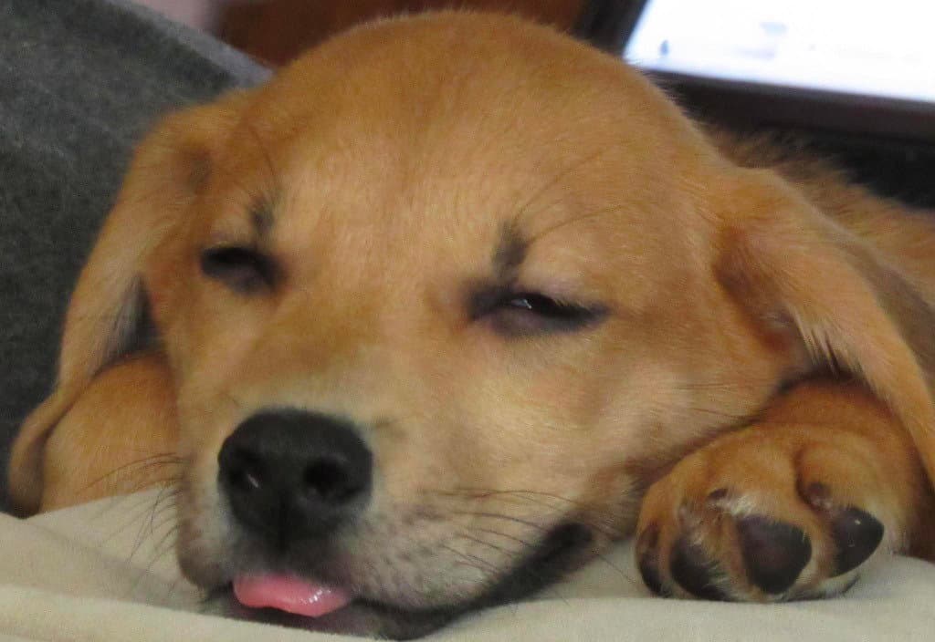 Buffalo - Beagle