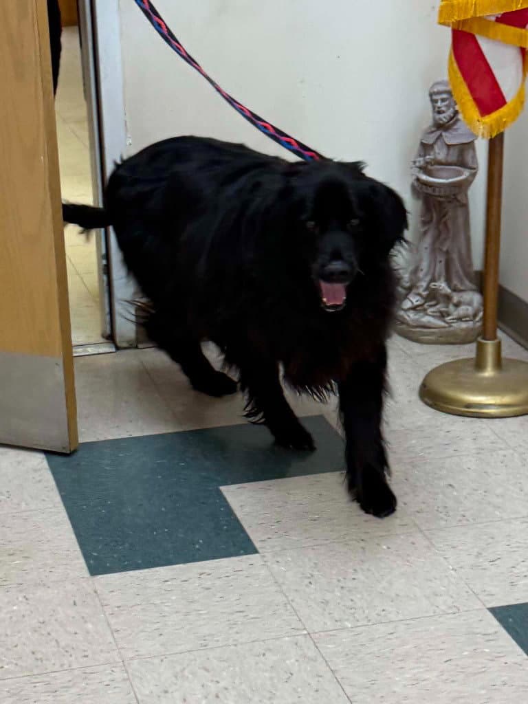 Bear - Flat-coated Retriever