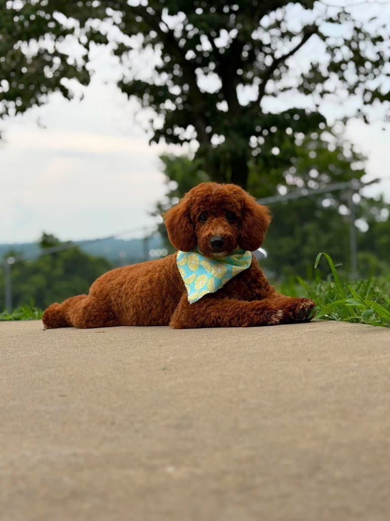 Bruno - Cavalier King Charles Spaniel