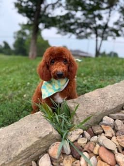 Bruno image 2