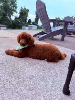 Bruno image 3