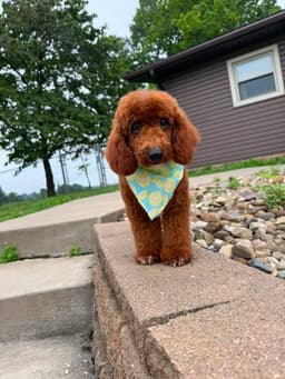 Bruno image 4