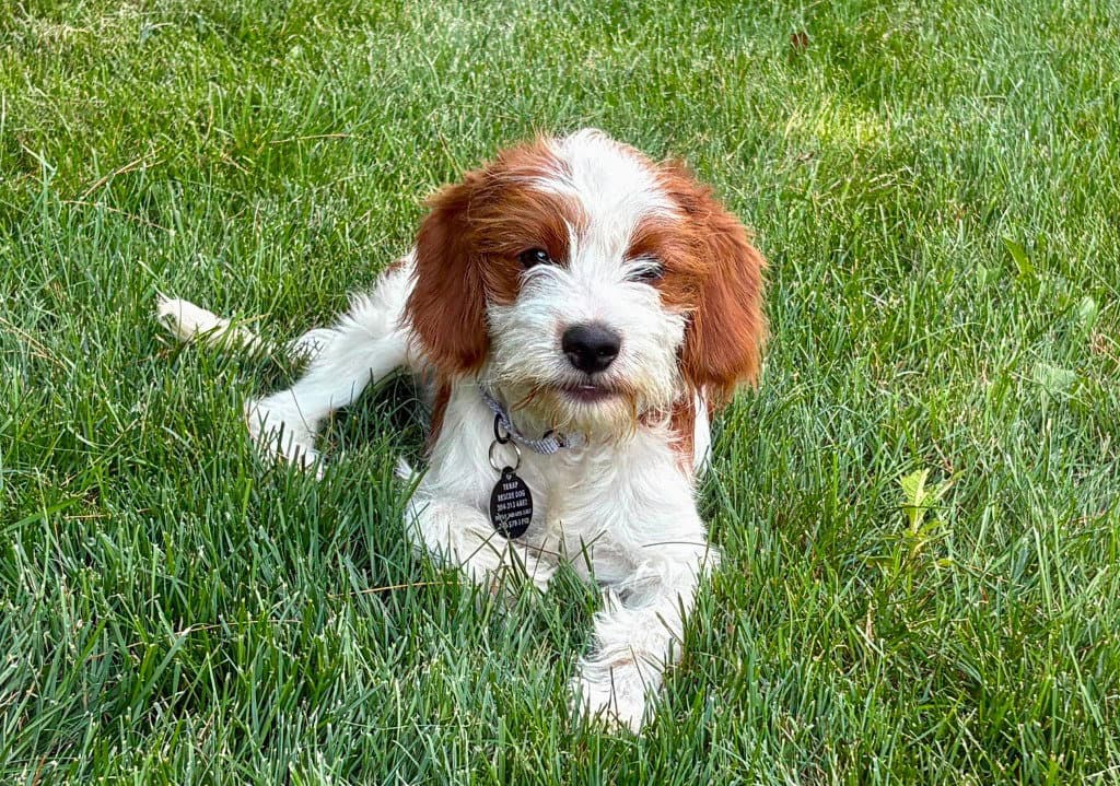 Mars - Cavalier King Charles Spaniel