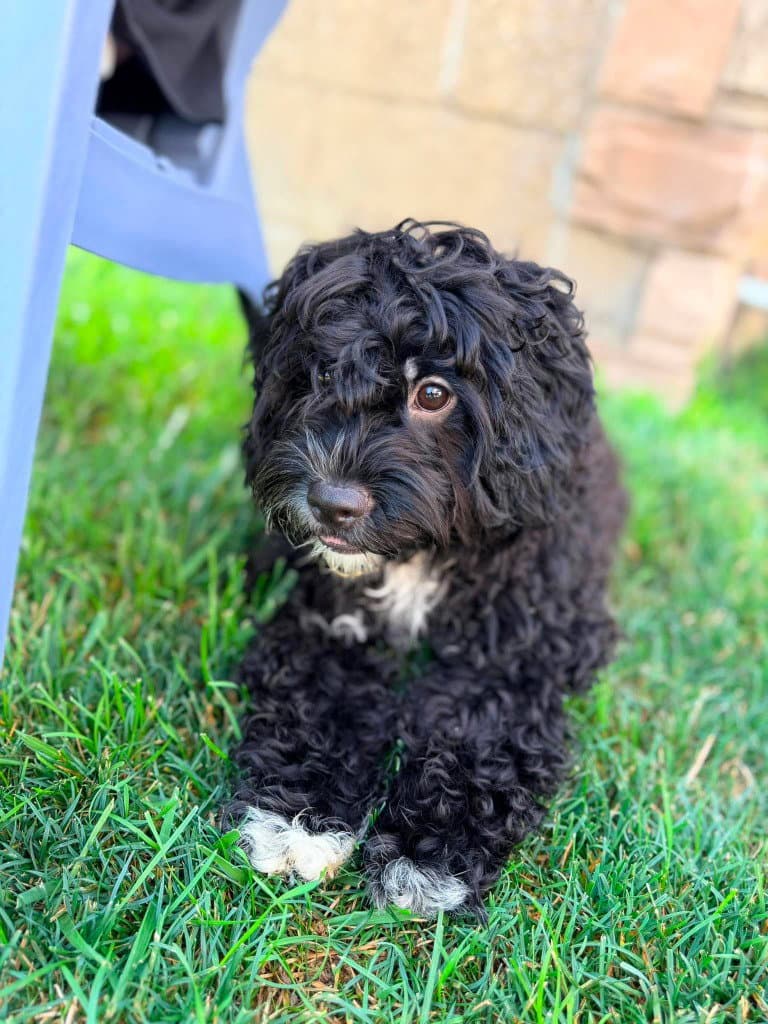 Crosby - Cavalier King Charles Spaniel