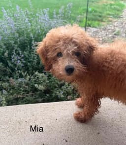 Mia image 1