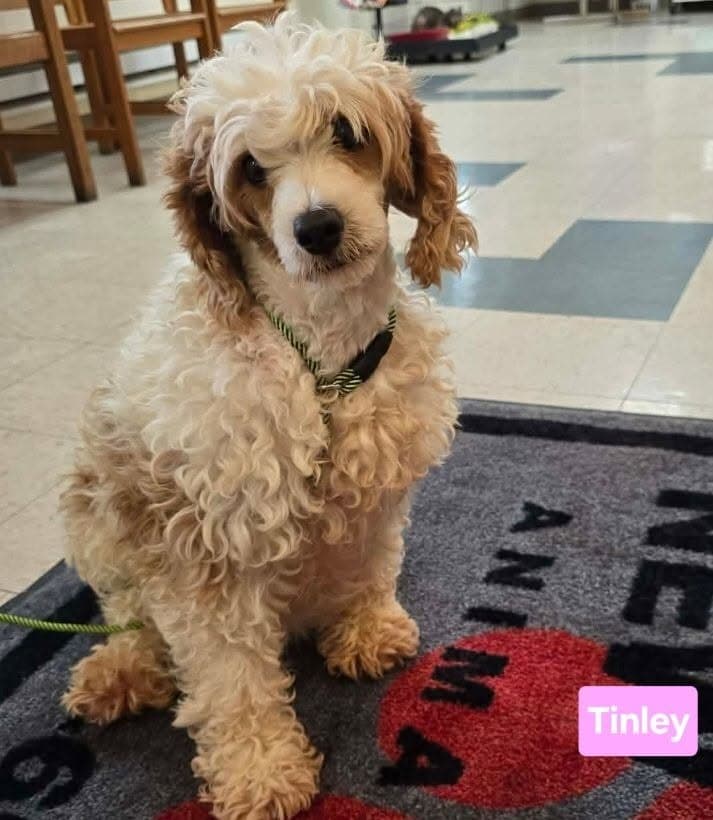 Tinely - Cavalier King Charles Spaniel