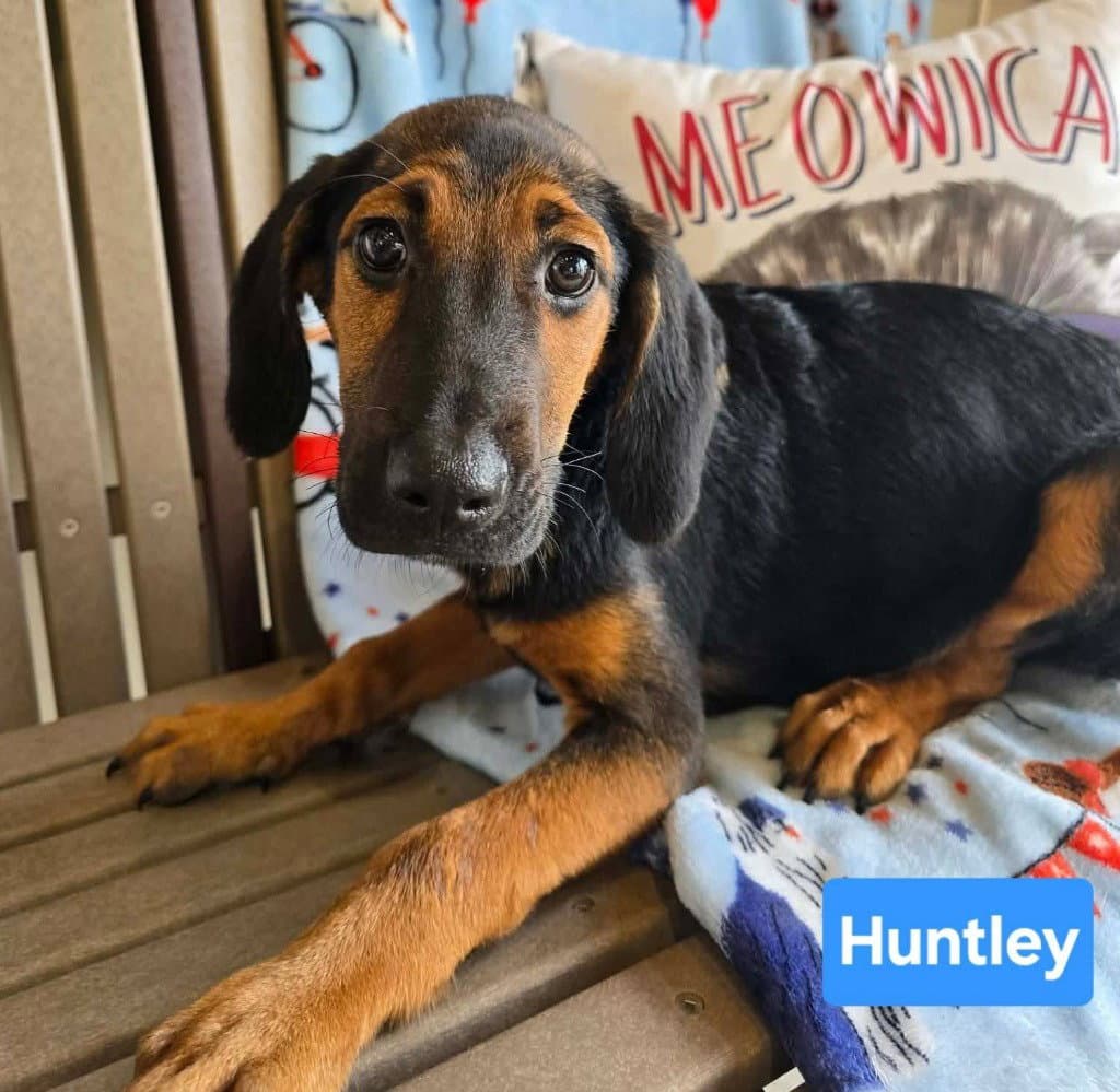 Huntley - Bloodhound