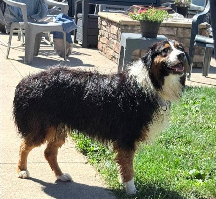 Lyle - Australian Shepherd