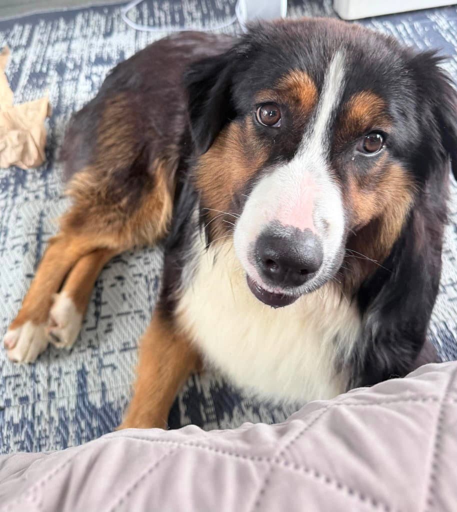 Lyle - Australian Shepherd