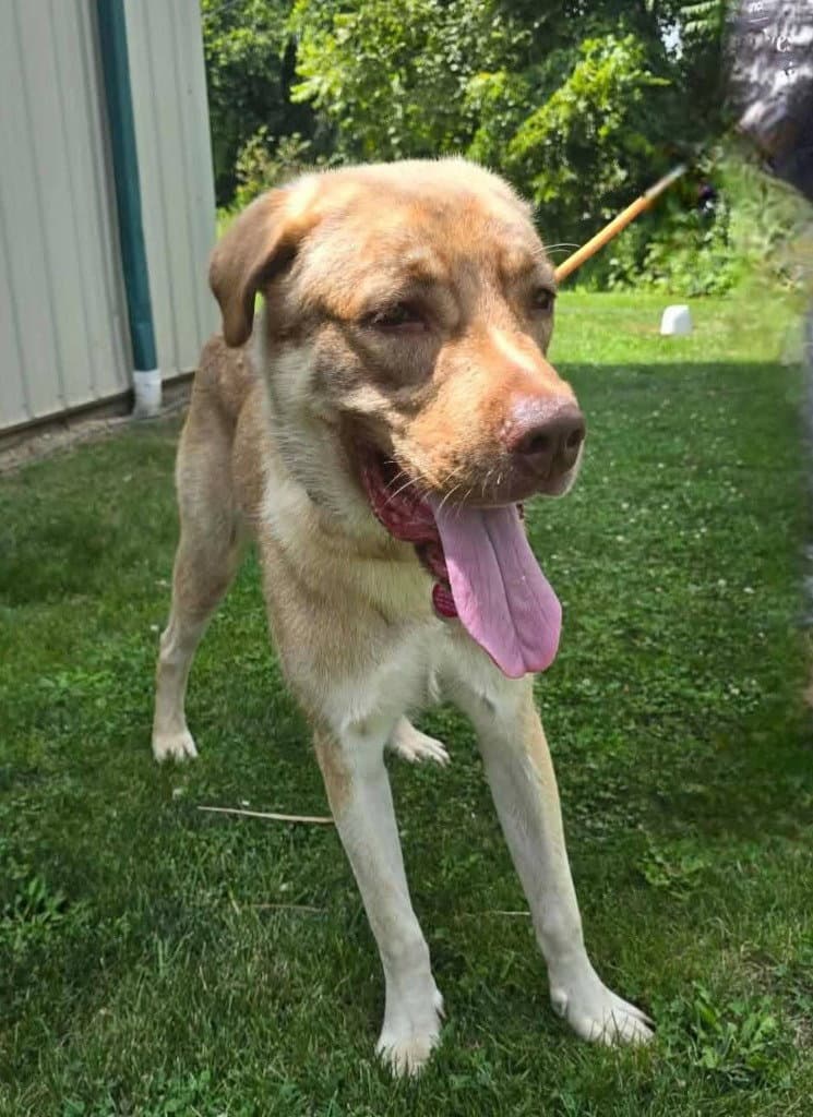 Jabba The Mutt - Anatolian Shepherd
