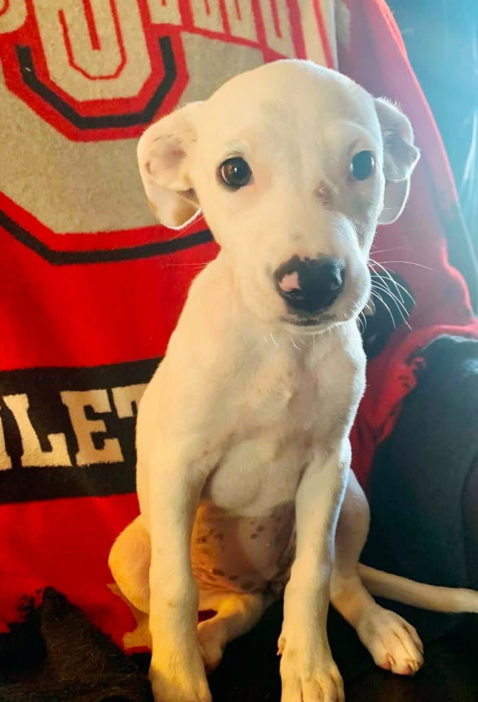 Gemma - Australian Cattle Dog/Blue Heeler