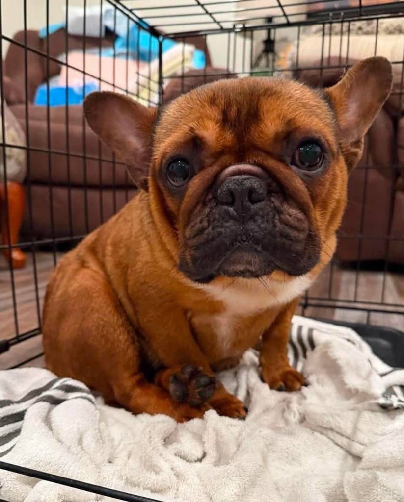 Zoey - French Bulldog