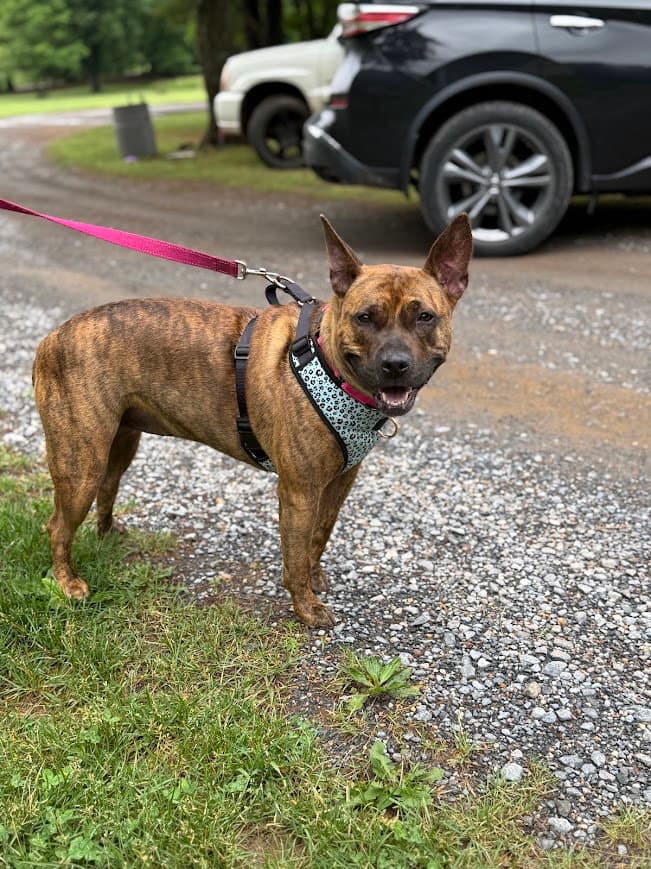 Lilith - Pit Bull Terrier