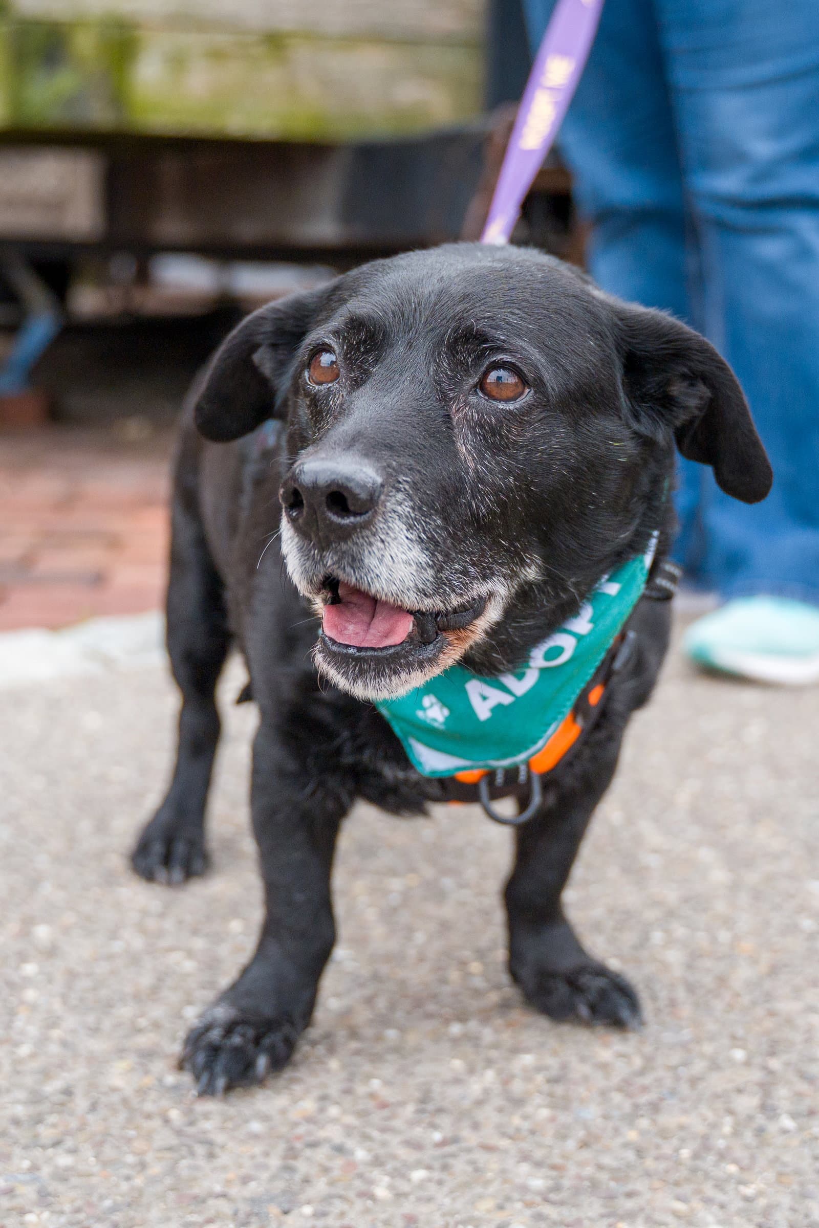 Lt Dan - Labrador Retriever