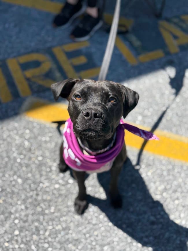 Bouncer - Pit Bull Terrier