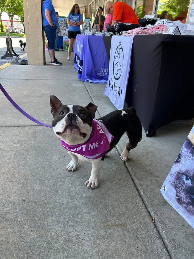 Meatball - Bulldog