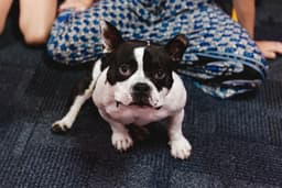 Meatball image 4