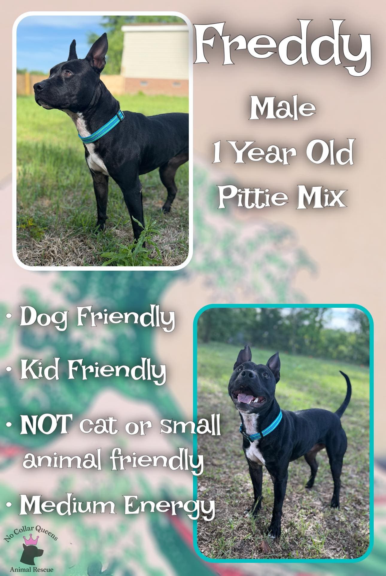 Freddy - Pit Bull Terrier