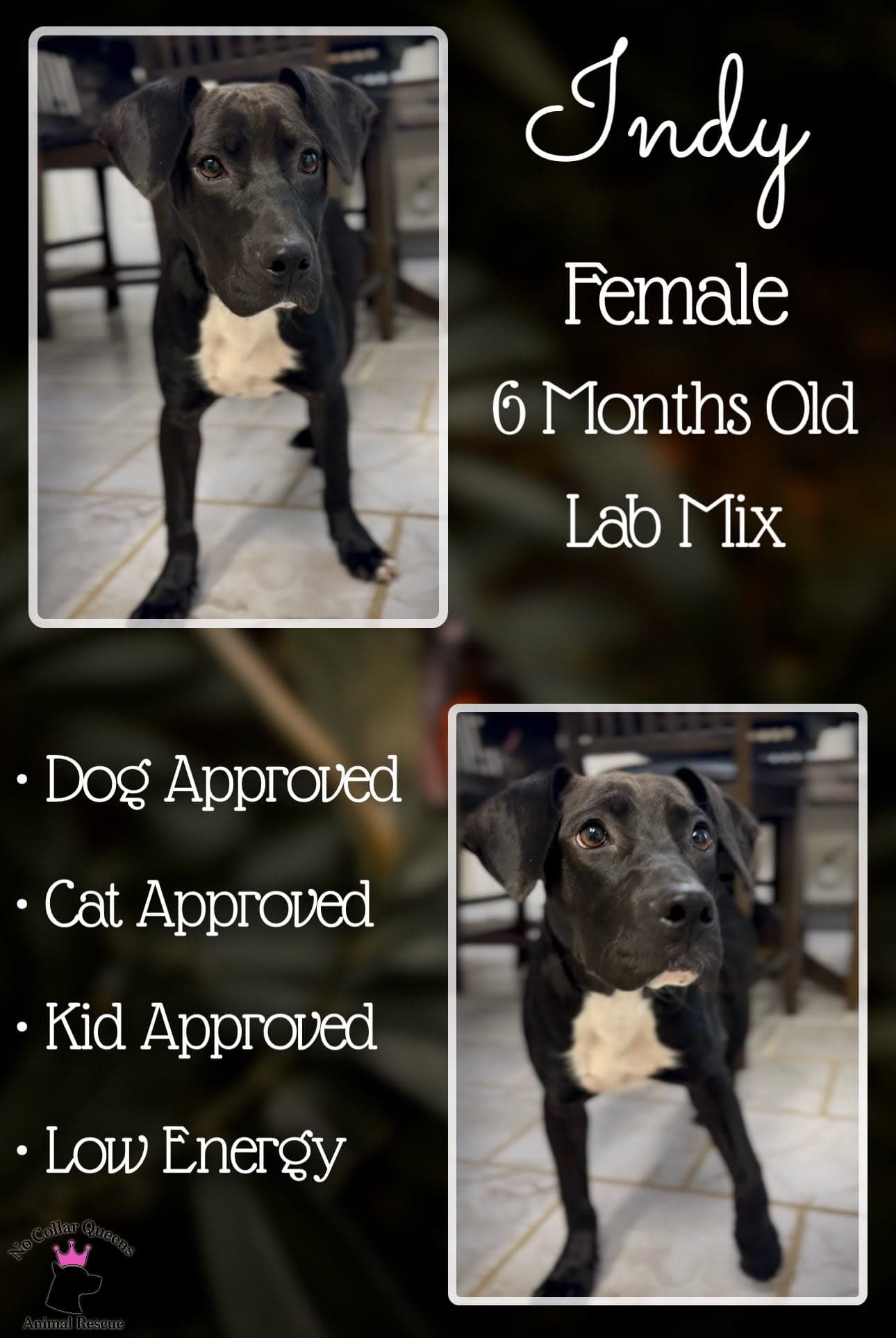 Indy - Labrador Retriever