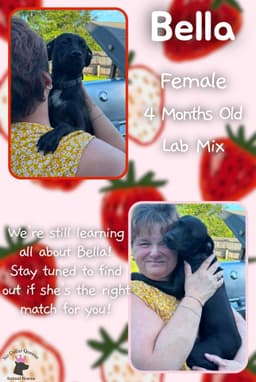 Bella image 1