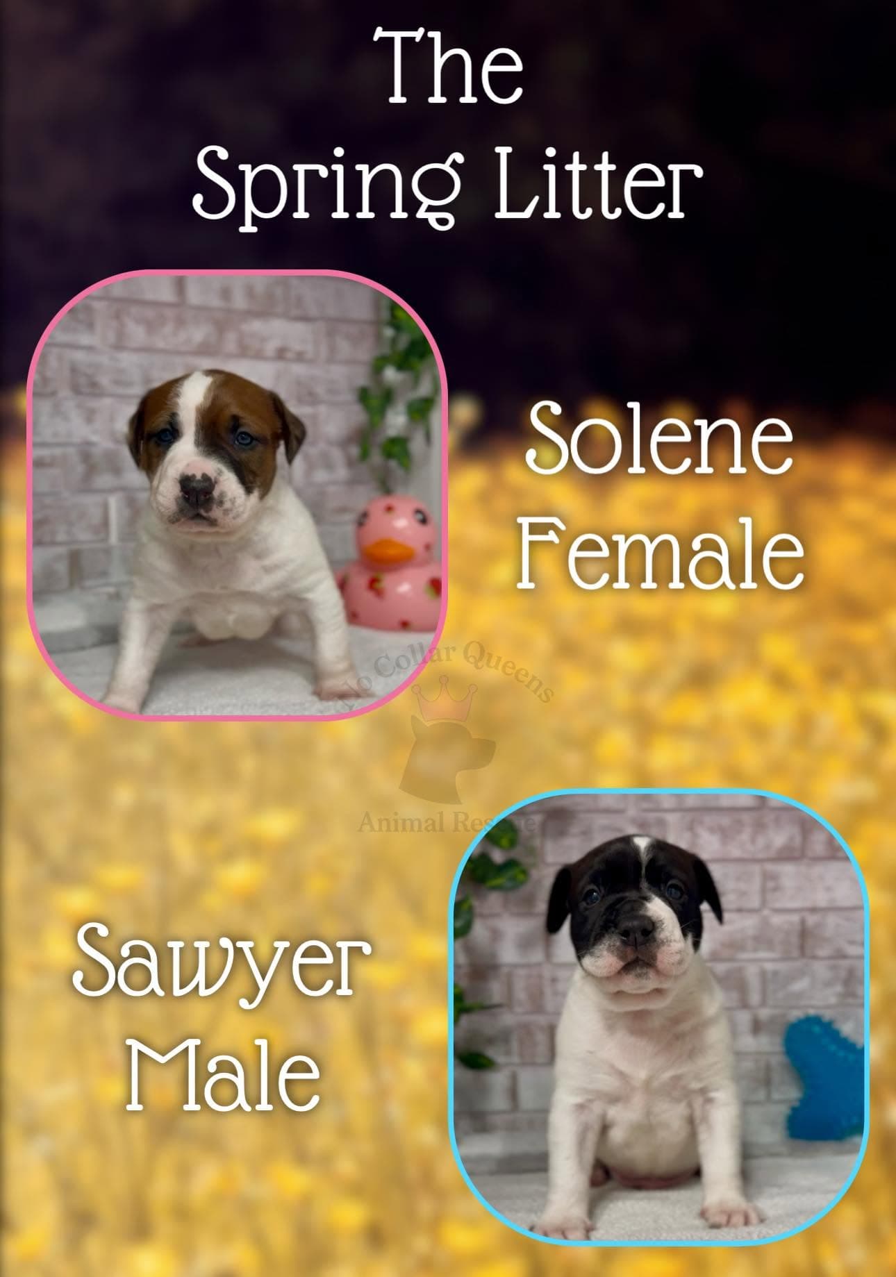 Solene - Sonara - Pit Bull Terrier