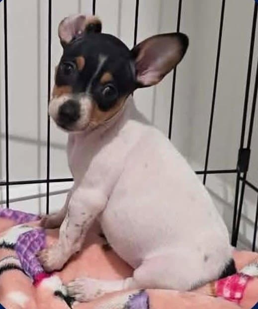 Oleander - Flower - Chihuahua