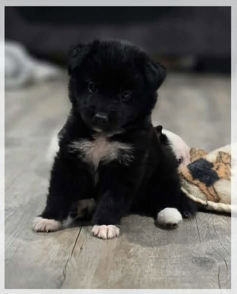 Ozzie - Rock - Border Collie