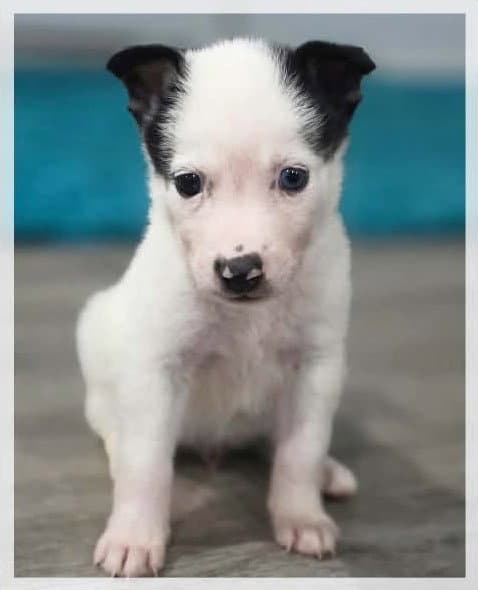Jagger - Rock - Border Collie