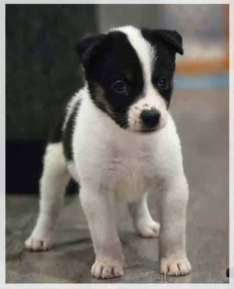 Stevie - Rock - Border Collie