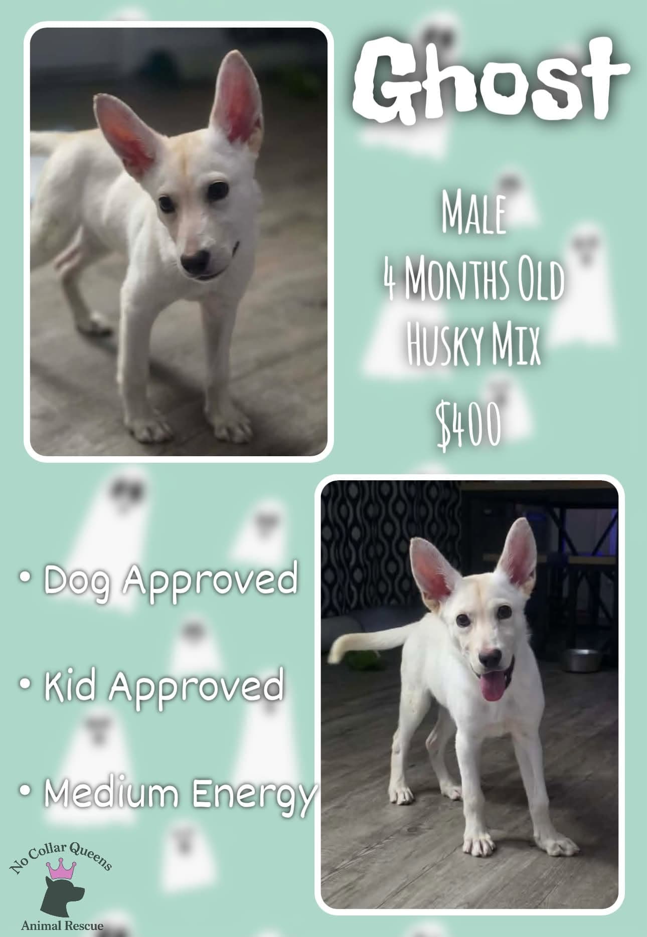 Ghost - Husky