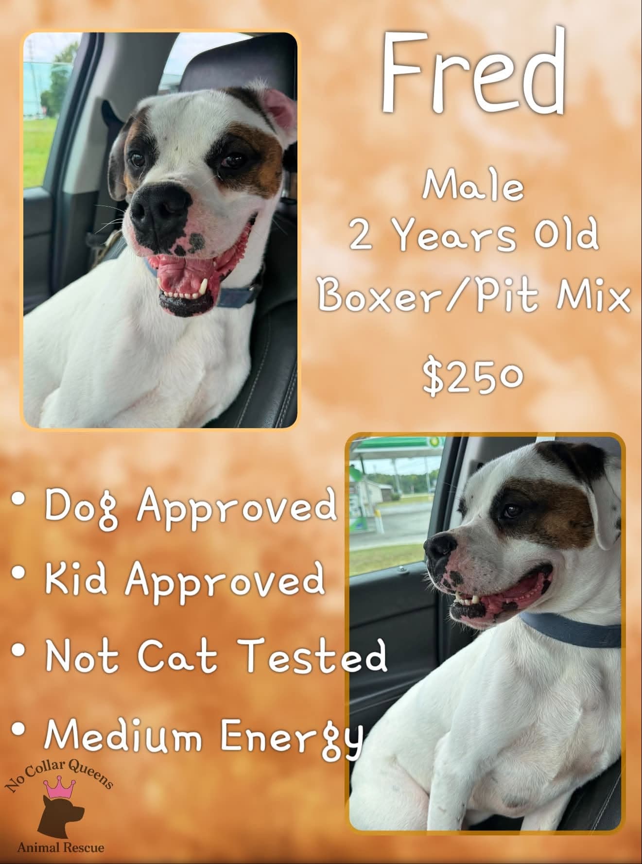 Fred - Boxer