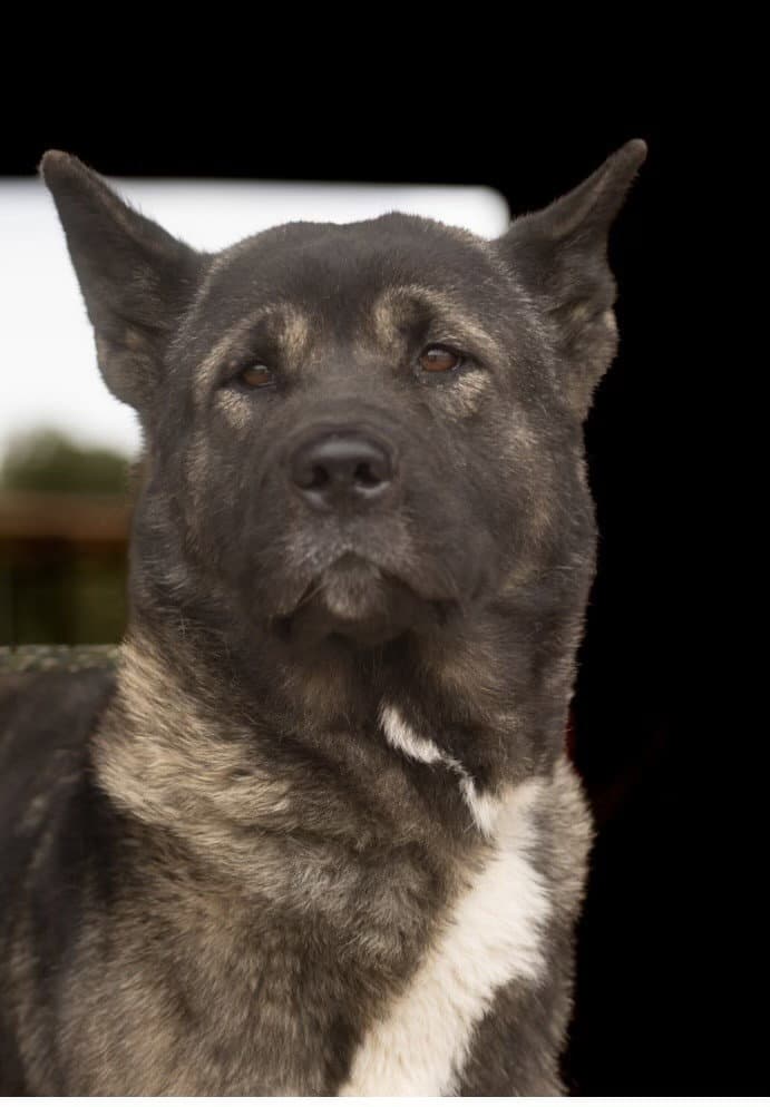 Meli - Akita