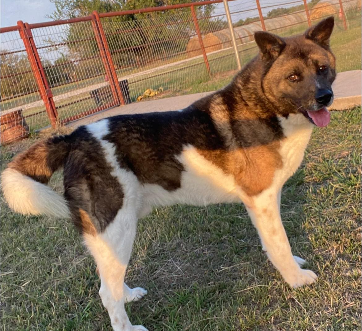 Von - Akita