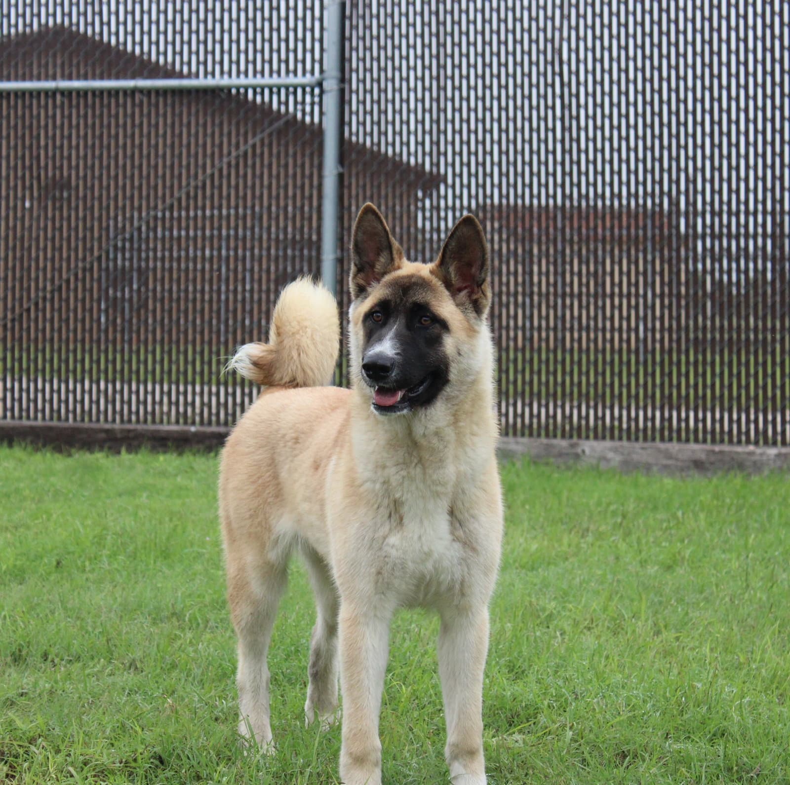 Kylie - Akita