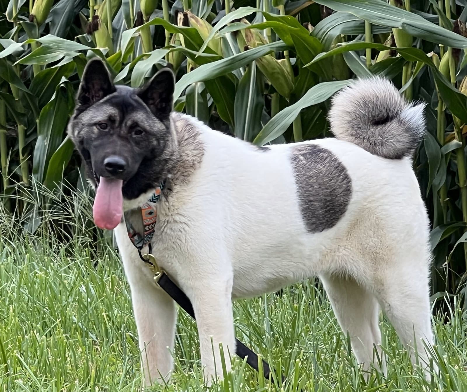 Twinkle - Akita