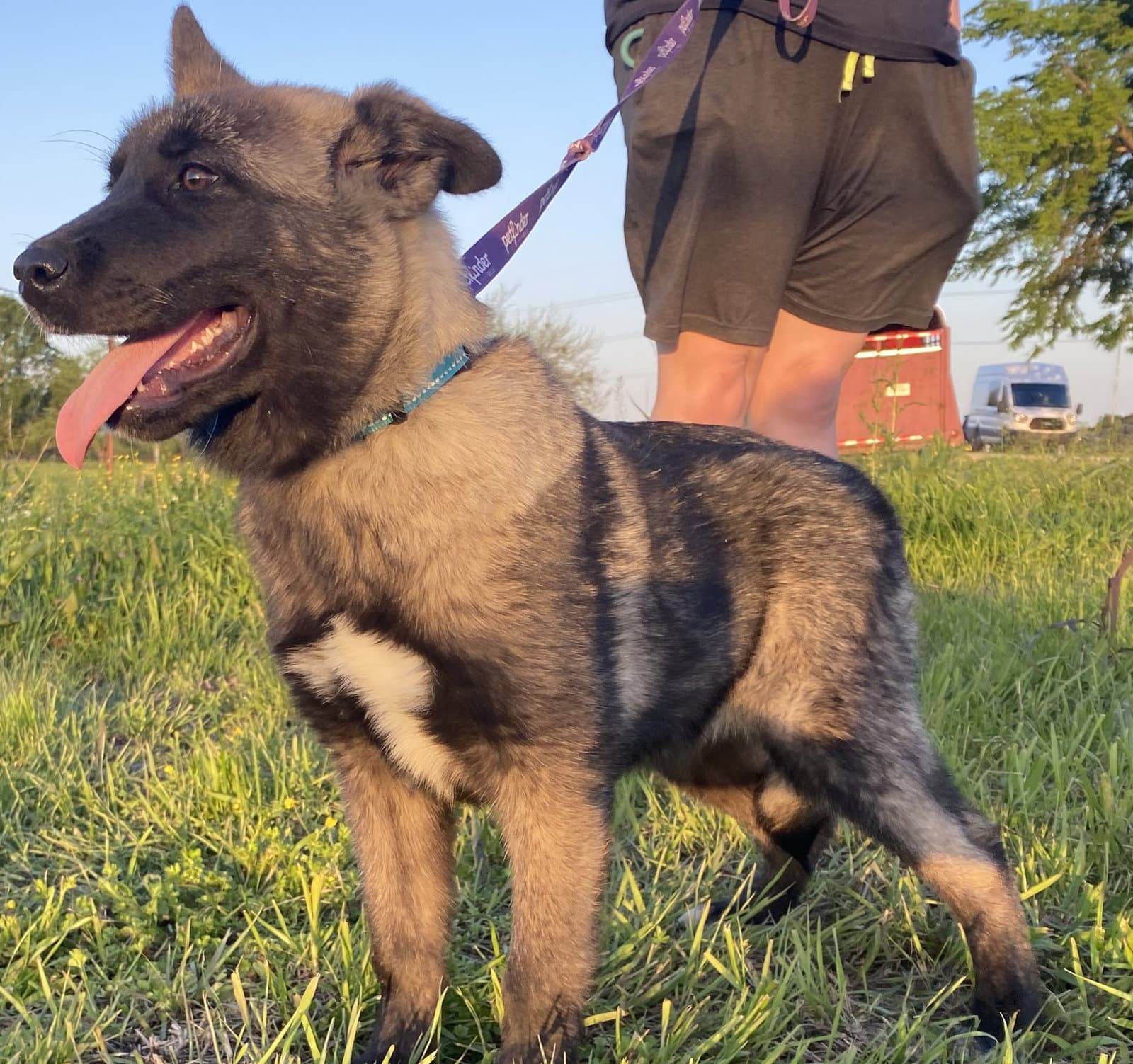 Gemma - Akita
