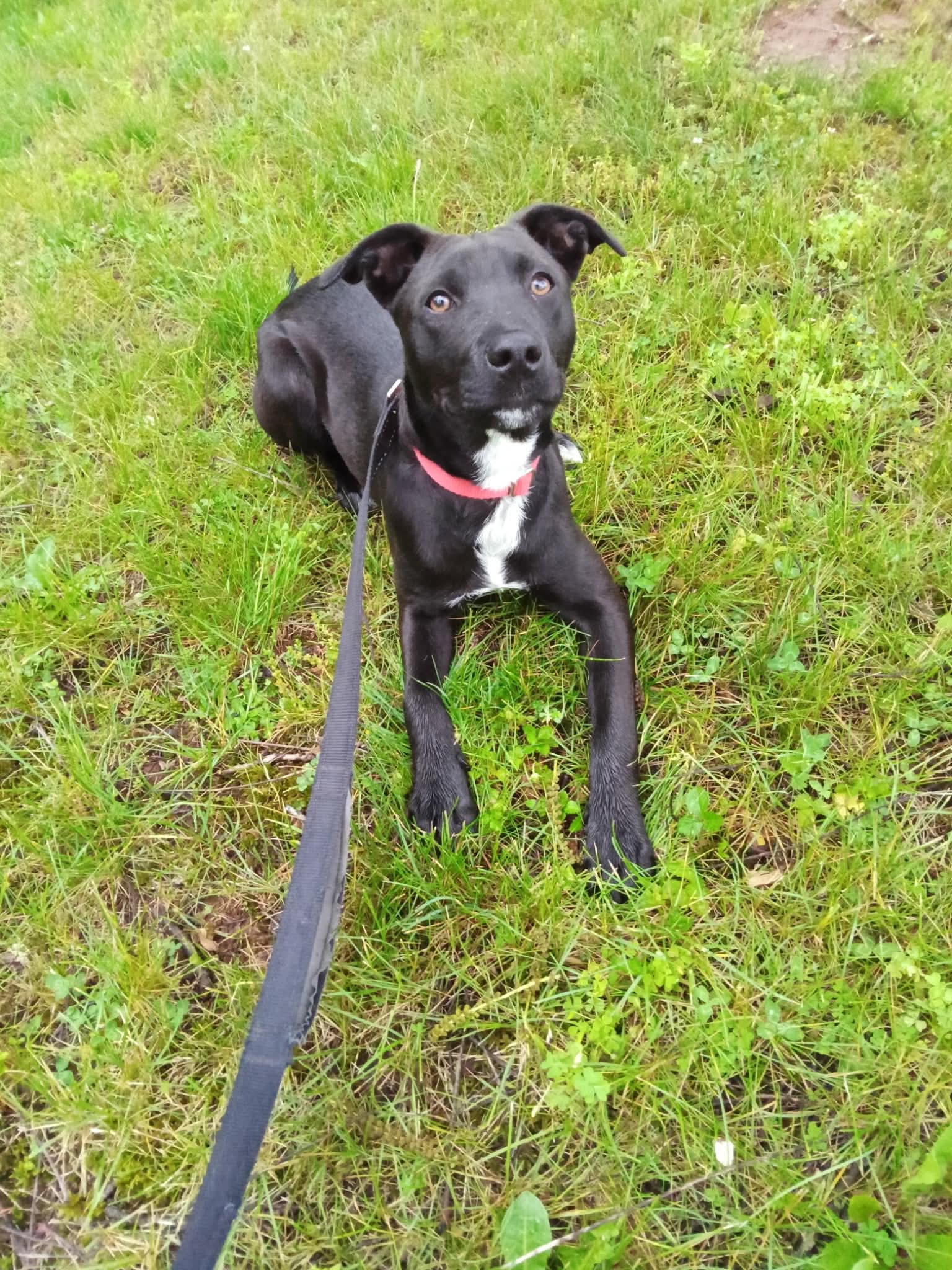 Ash - Labrador Retriever