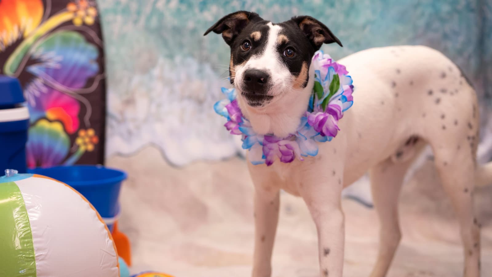 Riot - Australian Cattle Dog/Blue Heeler